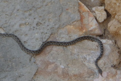 Hemorrhois hippocrepis