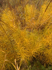 Amsonia hubrichtii