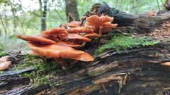 Flammulina