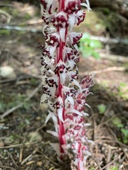 Allotropa virgata