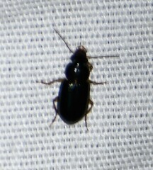 Harpalus