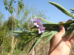Solanum glaucophyllum