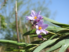 Solanum glaucophyllum