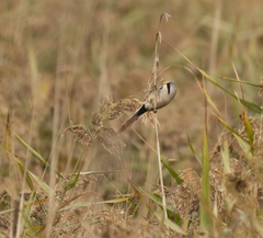 Panurus biarmicus
