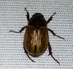 Anomala flavipennis