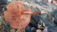 Flammulina