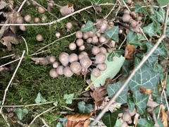 Coprinellus micaceus