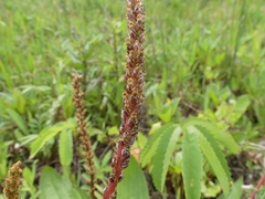 Plantago eriopoda