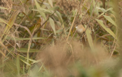 Panurus biarmicus