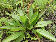 Plantago eriopoda