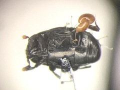 Carcinops pumilio