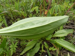 Plantago eriopoda