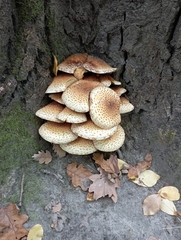Pholiota squarrosa