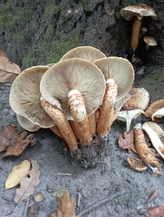 Pholiota squarrosa