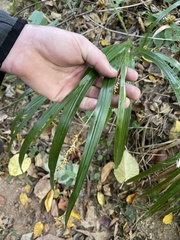 Diarrhena obovata