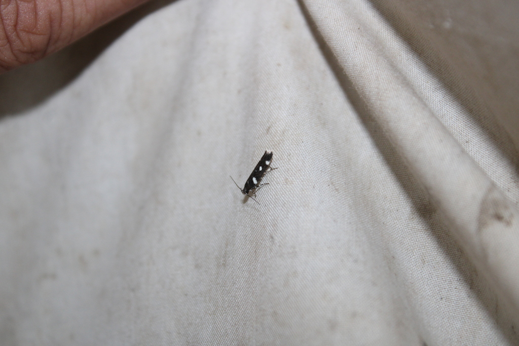 Six-spotted Aroga Moth