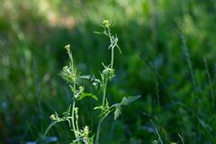 Sisymbrium officinale