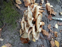 Pholiota squarrosa