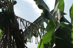 Uraeginthus bengalus