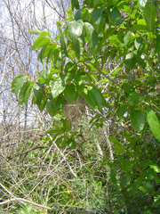 Vireo atricapilla