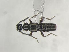 Falagria dissecta