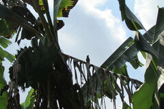 Uraeginthus bengalus