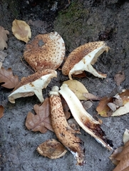 Pholiota squarrosa