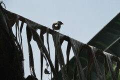 Uraeginthus bengalus