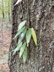 Bignonia