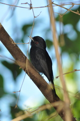 Knipolegus cyanirostris