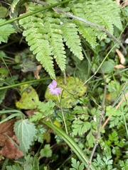 Geranium purpureum