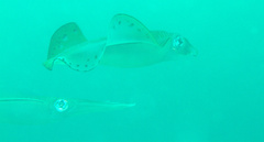 Sepioteuthis lessoniana
