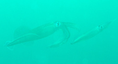 Sepioteuthis lessoniana