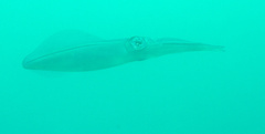 Sepioteuthis lessoniana