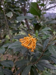Cestrum corymbosum