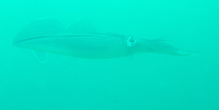 Sepioteuthis lessoniana