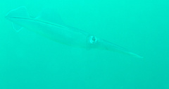 Sepioteuthis lessoniana
