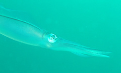 Sepioteuthis lessoniana