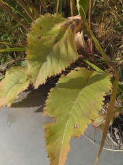 Parthenium integrifolium