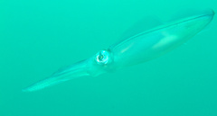 Sepioteuthis lessoniana