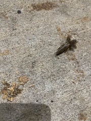 Neocurtilla hexadactyla