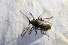 Prionus pocularis