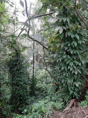Syngonium
