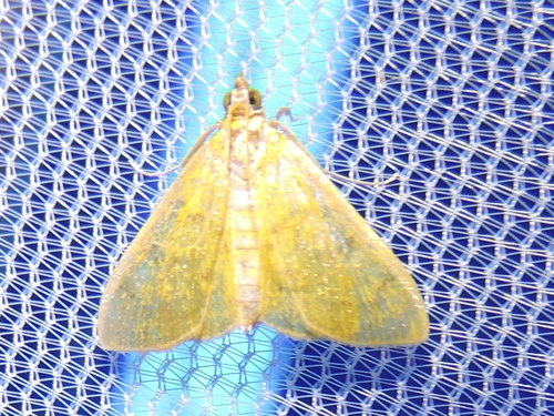 Loxomorpha flavidissimalis photo 5