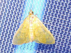 Loxomorpha flavidissimalis