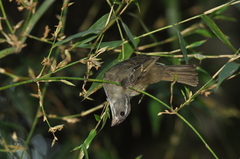 Sporophila frontalis
