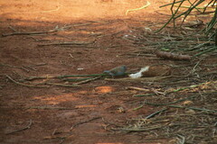 Uraeginthus bengalus