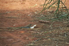 Uraeginthus bengalus