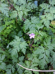 Geranium yeoi