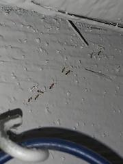 Trichomyrmex destructor